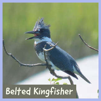 Belted Kingfisher